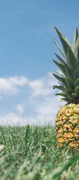 Reichert and Sons logo